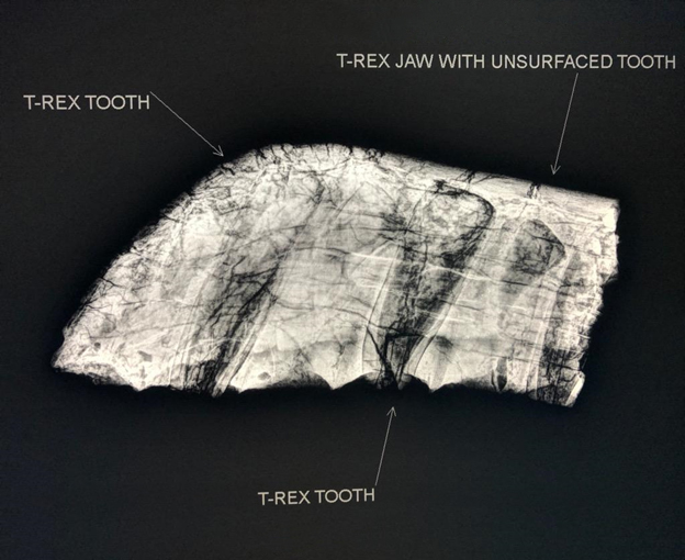 Acuren CR of T-Rex jaw